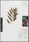 Foto von Salix alba L. x Salix fragilis L.